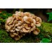 Extracto de Grifola Frondosa (MAITAKE)