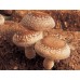 Extracto de Lentinula Edodes (SHITAKE)