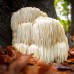Extacto de Melena de León (Hericium erinaceus)